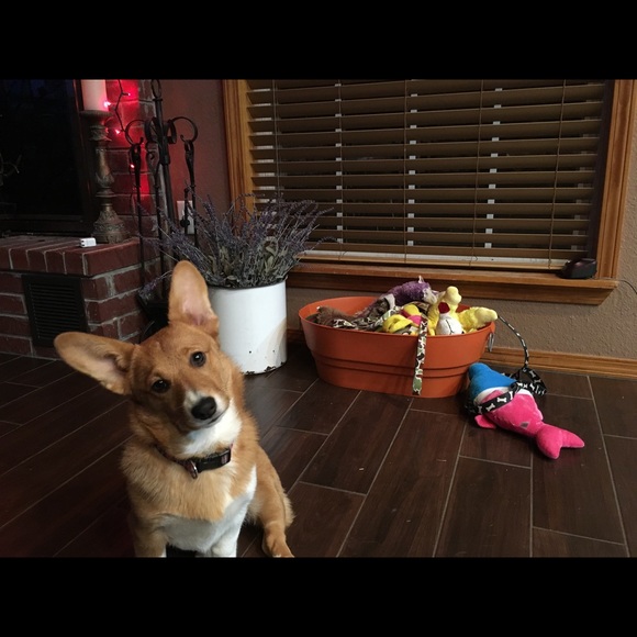 Meet your Posher, Fallon - Picture 1 of 1